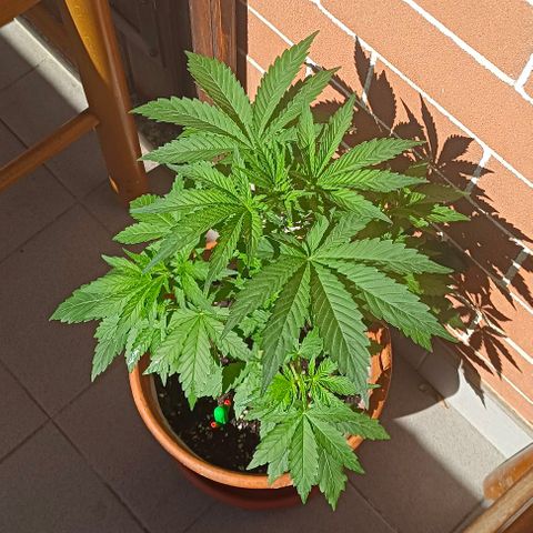 Shiva II growlog timeline photo