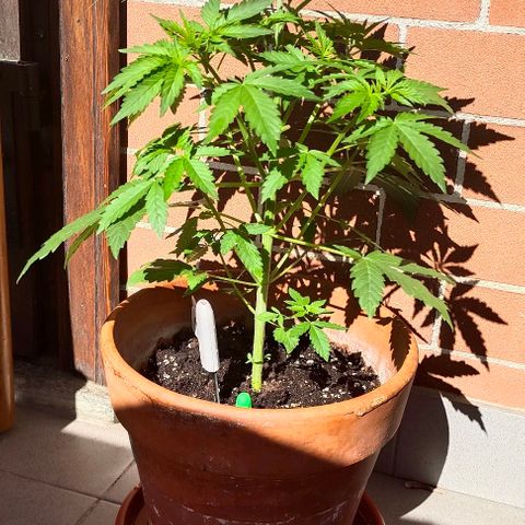 Shiva II growlog timeline photo