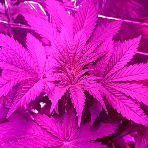 Shiva II growlog timeline photo