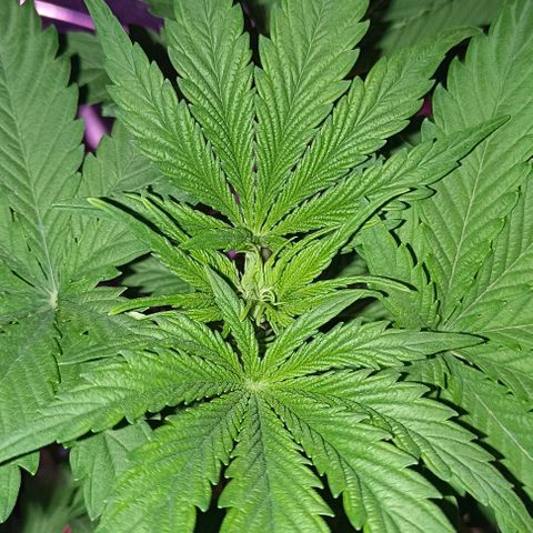 Shiva II growlog timeline photo