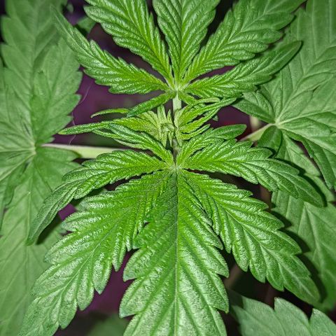 Shiva II growlog timeline photo