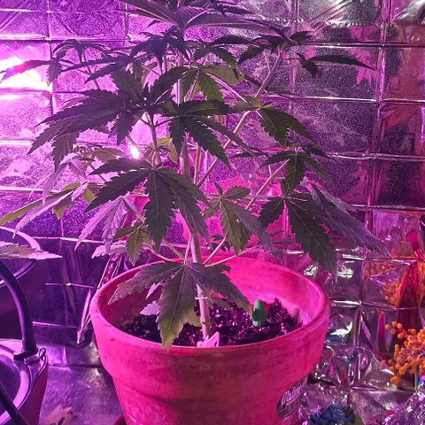 Shiva II growlog timeline photo