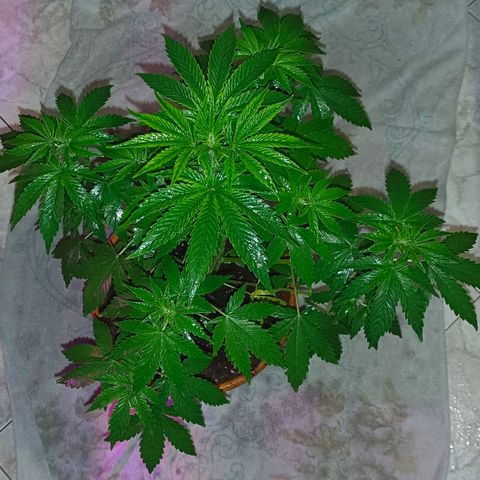 Shiva II growlog timeline photo
