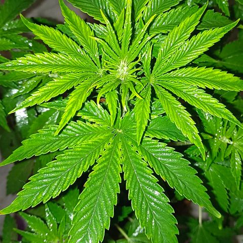 Shiva II growlog timeline photo