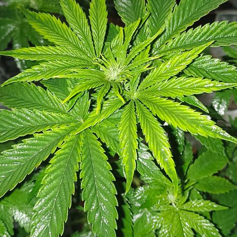 Shiva II growlog timeline photo