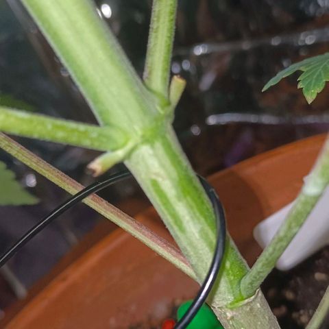 Shiva II growlog photo: Potatura, e bruciature 