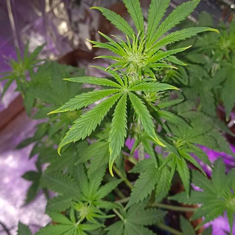 Shiva II growlog photo: Potatura, e bruciature 