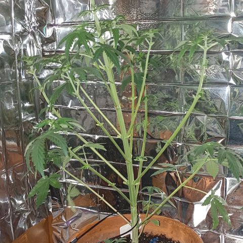 Shiva II growlog photo: Potatura, e bruciature 