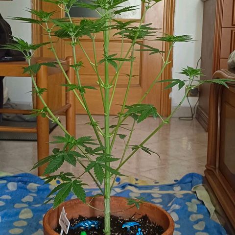 Shiva II growlog timeline photo