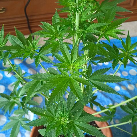 Shiva II growlog timeline photo