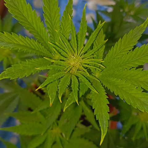 Shiva II growlog timeline photo