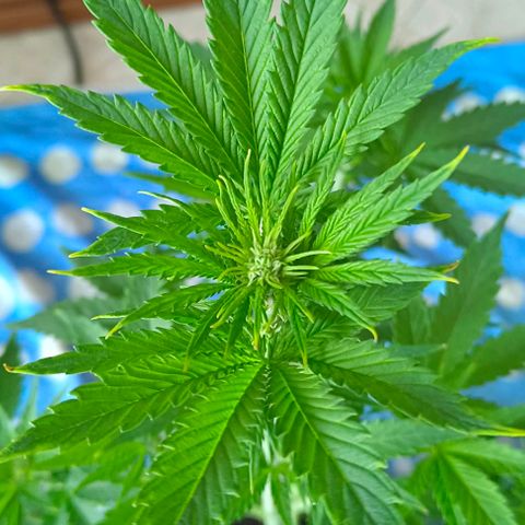 Shiva II growlog timeline photo