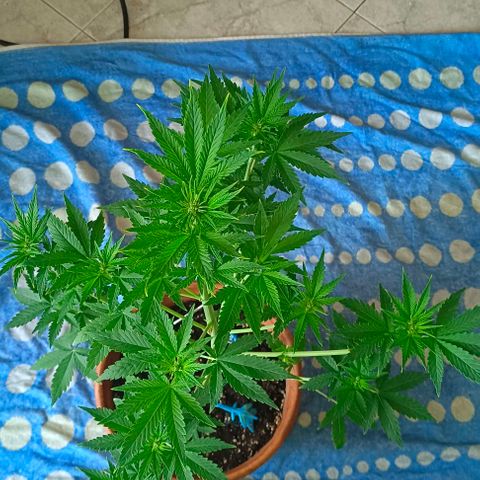 Shiva II growlog timeline photo