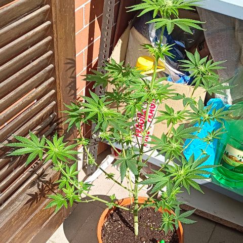 Shiva II growlog timeline photo
