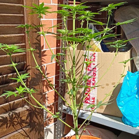 Shiva II growlog timeline photo
