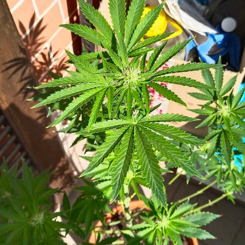 Shiva II growlog timeline photo