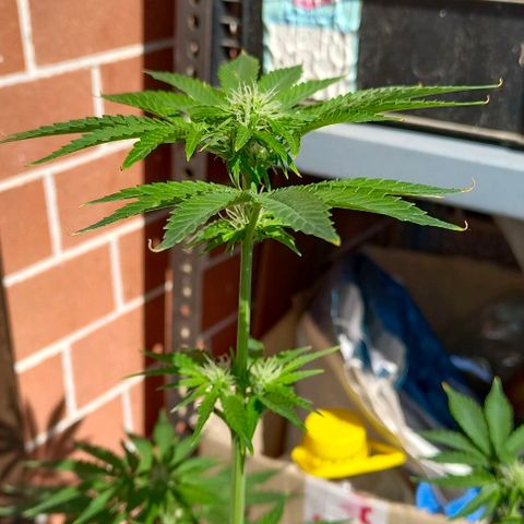 Shiva II growlog timeline photo