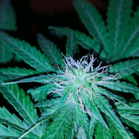 Shiva II growlog timeline photo