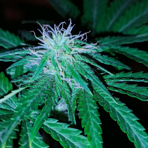 Shiva II growlog timeline photo