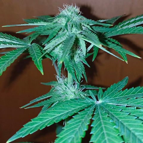 Shiva II growlog timeline photo