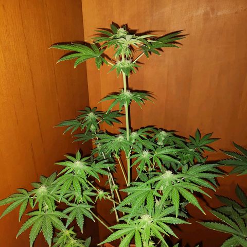 Shiva II growlog timeline photo
