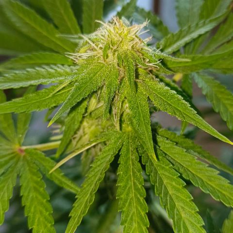Shiva II growlog timeline photo