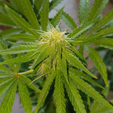 Shiva II growlog timeline photo