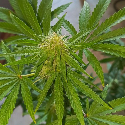 Shiva II growlog timeline photo