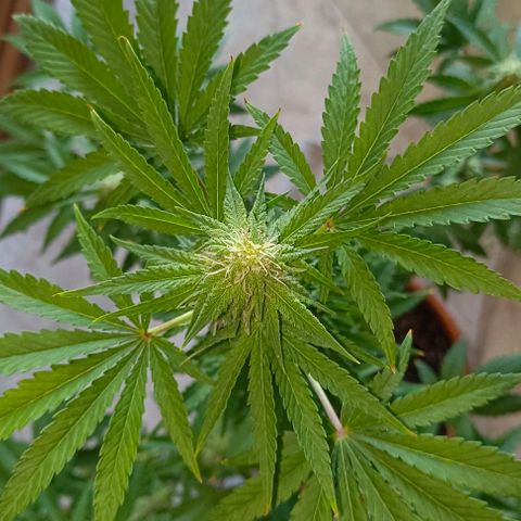 Shiva II growlog timeline photo