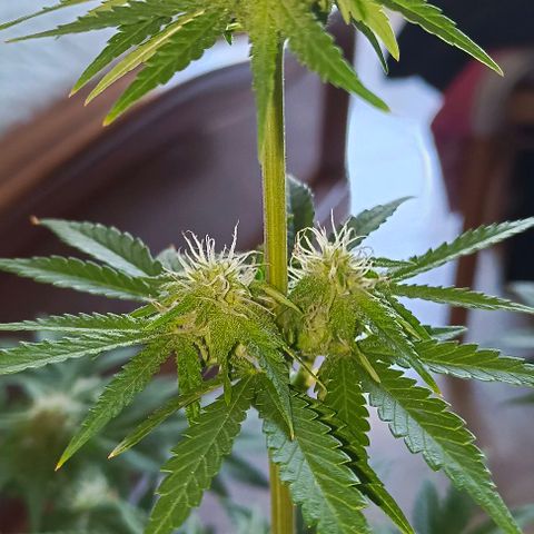 Shiva II growlog timeline photo