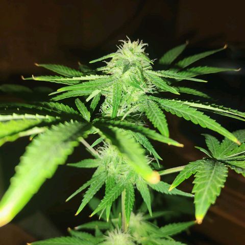 Shiva II growlog timeline photo