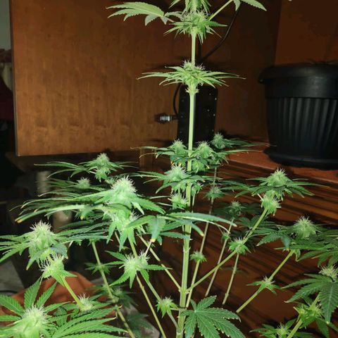 Shiva II growlog timeline photo