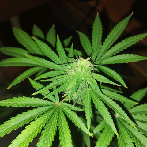 Shiva II growlog timeline photo