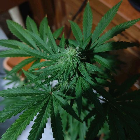 Shiva II growlog timeline photo