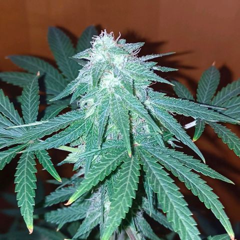 Shiva II growlog timeline photo