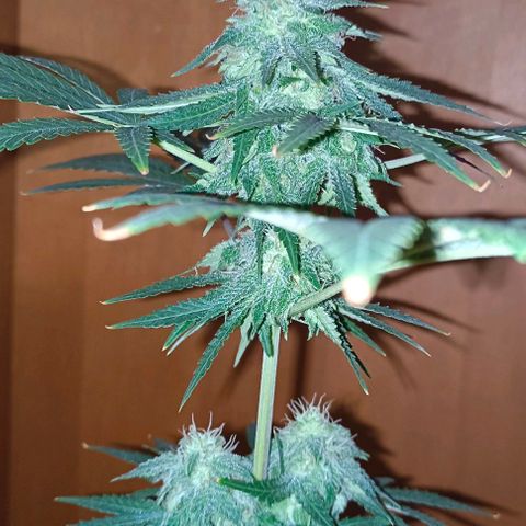 Shiva II growlog timeline photo
