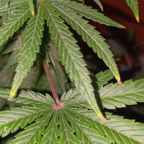 Shiva II growlog timeline photo