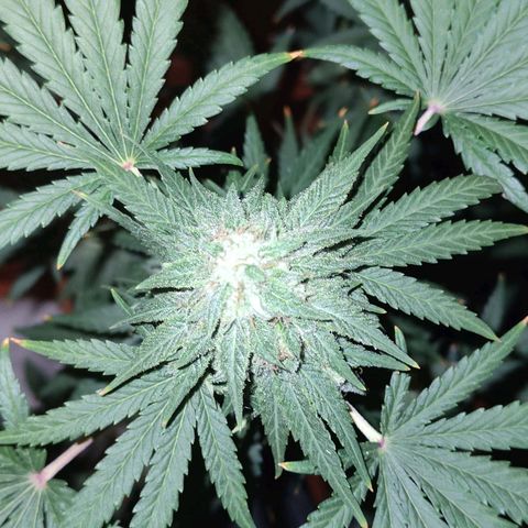 Shiva II growlog timeline photo
