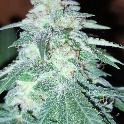 Shiva II growlog timeline photo