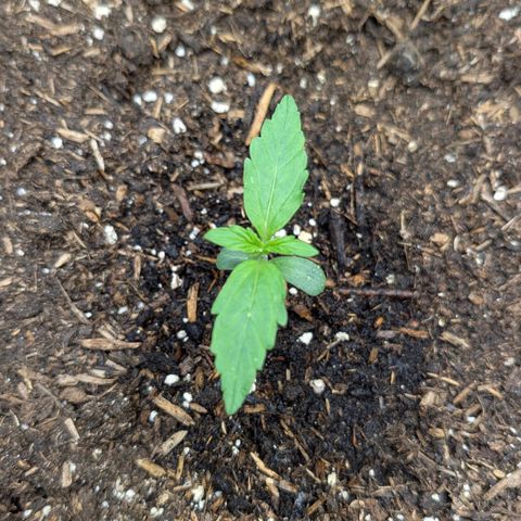 Medusa F1 growlog timeline photo