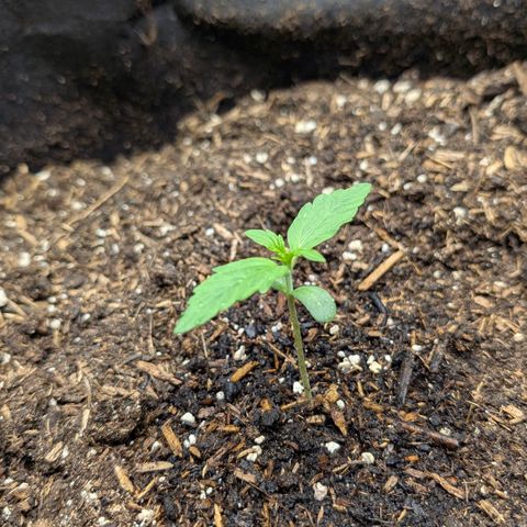 Medusa F1 growlog timeline photo