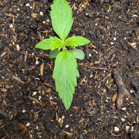 Medusa F1 growlog timeline photo