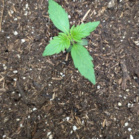 Medusa F1 growlog timeline photo