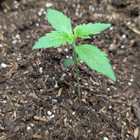 Medusa F1 growlog timeline photo