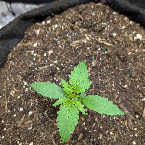 Medusa F1 growlog timeline photo