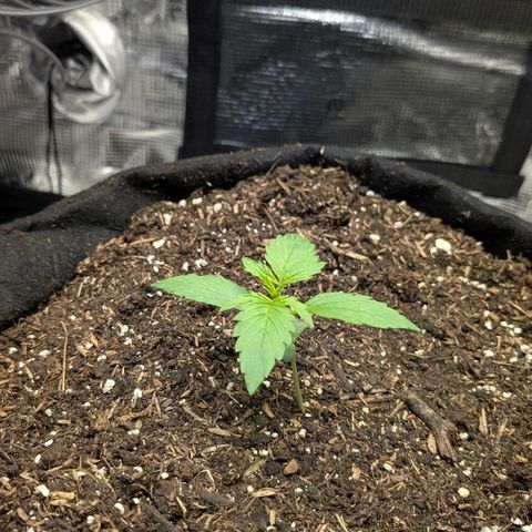 Medusa F1 growlog timeline photo