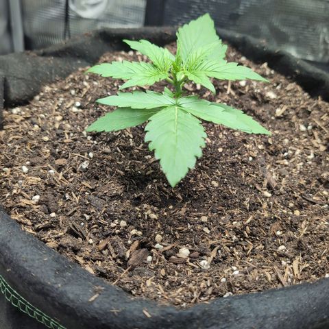 Medusa F1 growlog timeline photo