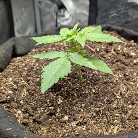 Medusa F1 growlog timeline photo