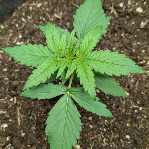 Medusa F1 growlog timeline photo