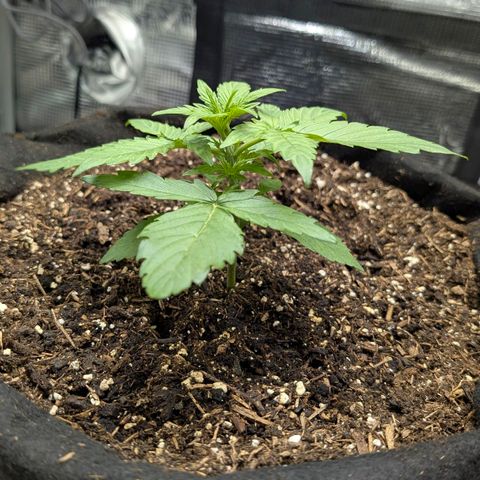 Medusa F1 growlog timeline photo